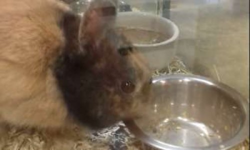 Pour de meilleures conditions de vies des animaux proposés à la vente dans un magasin près de Lyon