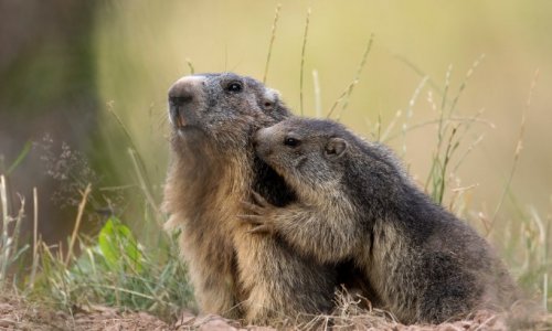 SAUVONS LES MARMOTTES DE ZERMATT