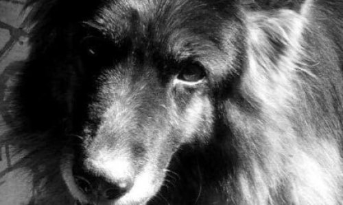 SAM a été vole par l association CROS BLANC Rhone Alpes