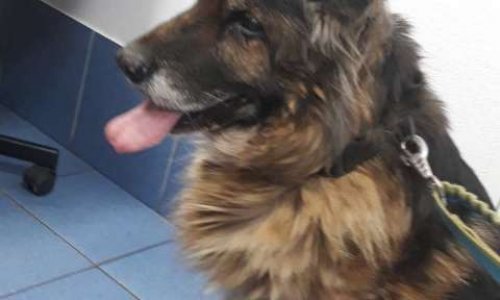 Non Sam n'a pas été volée mais sauvée !!!!