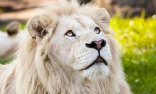 Non aux cirques avec animaux à St-Paul de la Réunion