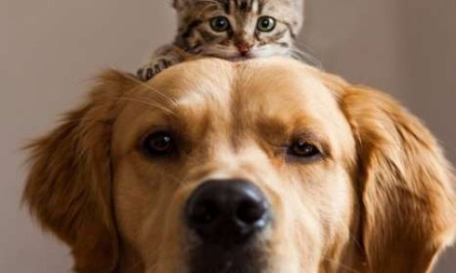 Animaux dans les maisons de retraite