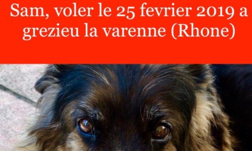 Croc blanc ou plutôt larmes blanches: l association qui prend les animaux qui ont des maîtres pour les vendre à d autres