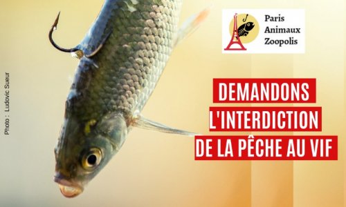 Interdiction de la pêche au vif