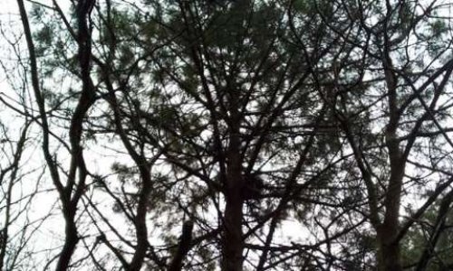 UN VENDREDI APRÈS-MIDI POUR LE CLIMAT