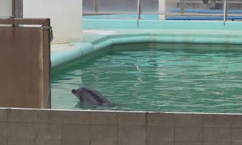 Pétition pour sauver Honey, un dauphin abandonné ainsi que d'autres animaux dans un parc au Japon