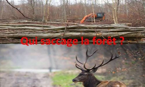 Non à la gestion catastrophique de l'Office National des Forêts