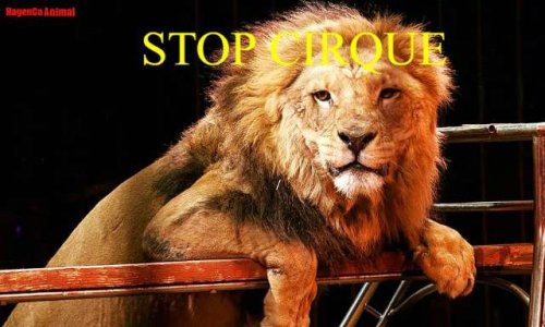 100 mille signatures, pour l'interdiction totale des animaux sauvages dans les cirques