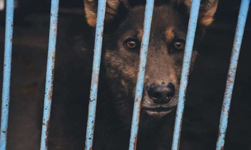 Non à l'euthanasie abusive des animaux !