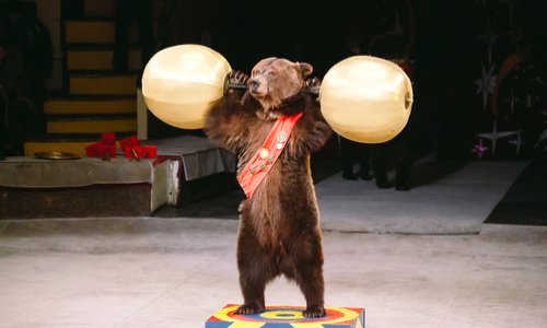Pas de cirque avec animaux à Saint-Malo