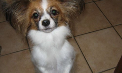 Plus de ventes d'animaux sur leboncoin car ce ne sont pas des objets