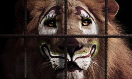 Non aux cirques animaliers à Chelles