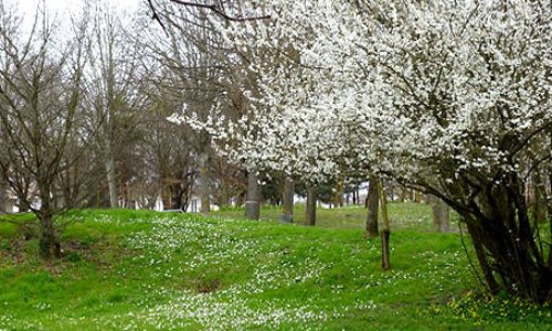 CONSERVONS UN PETIT ESPACE  DE NATURE DANS NOTRE VILLE DU BOUSCAT (GIRONDE)