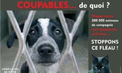 Pour une entière prise en charge des frais de l'opération de castration des chiens