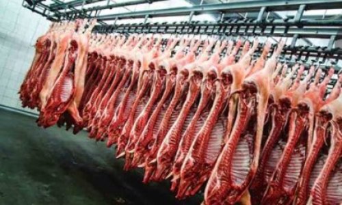 Une viande BIO dans les cantines