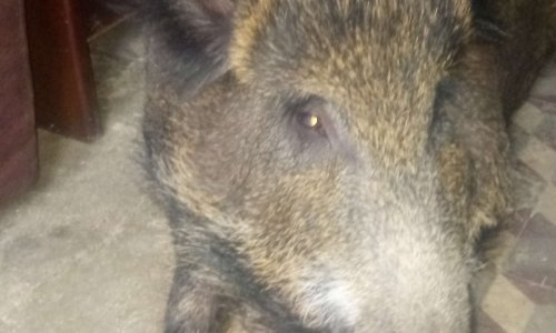 Sauvez Peggy, une petite laie que nous avons sauvée !