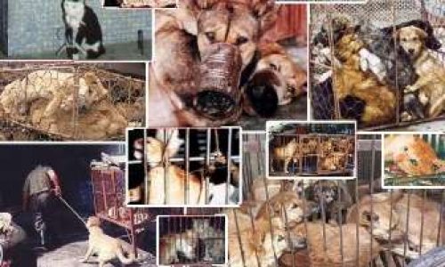 Interdire la vente d'animaux domestiques en ligne, dans les animaleries et dans les élevages et n'autoriser que les refuges à vendre des animaux.