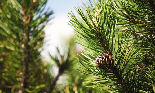 Dites NON à l'abattage des Pins !