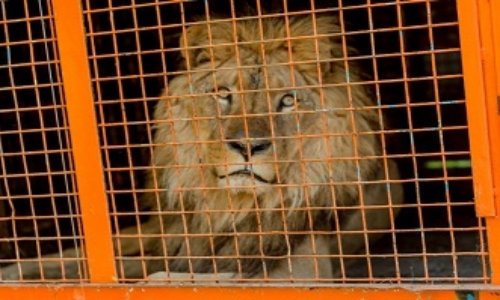 Non aux cirques avec animaux sauvages à Saint-Brieuc !