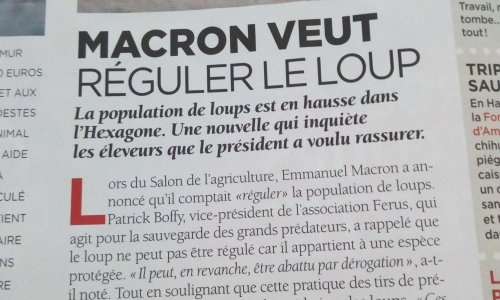 Non à l'abattage des loups !