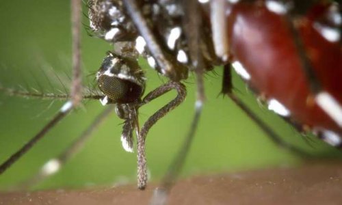 Pour la démoustication des points d'eau de Villenave d'Ornon
