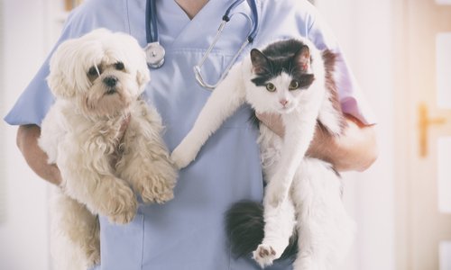 Diminuer la TVA sur les soins au niveau des vétérinaires !