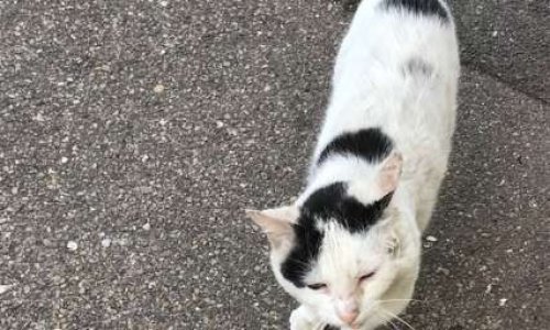 Projet de refuge dédié aux chats et chiens libres ainsi que les NACS