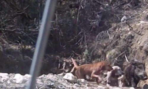 Contre les entraînements des chiens dans un parc de chasse ou enclos