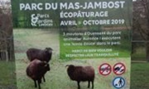 NON AUX MOUTONS DE L'ECOPATURAGE DU MAS JAMBOST PRES DE LIMOGES 87
