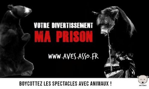 Contre la présence d'un montreur d'ours aux Médiévales du Malzieu