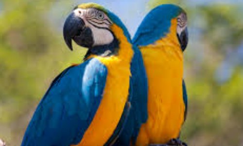 SAUVEZ LES ANIMAUX DE LA FERME DU PARADIS