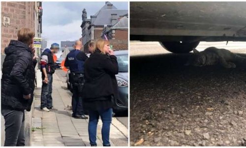 Il tue son chat à coups de pied à Huy, ce 03/04/2019