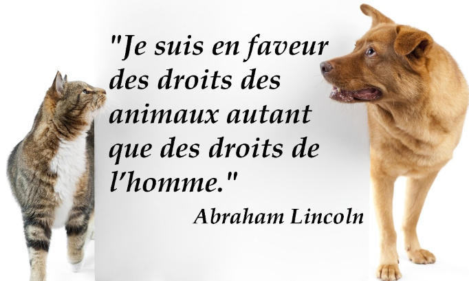 En marche vers une évolution radicale des droits des animaux en France