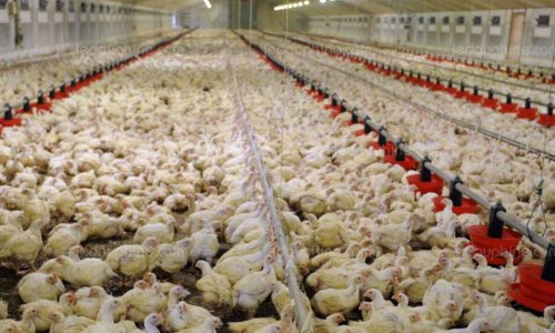 LANGOELAN(56160) : deux poulaillers industriels de 2200 m2 chacun dans une zone sensible