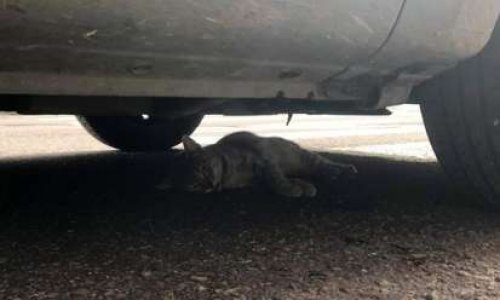 Justice pour un Chat martyre.