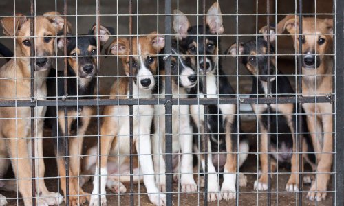 NON à la vente aux enchères de 300 chiens en Mayenne !