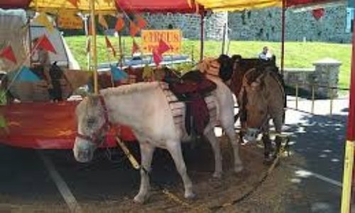Contre le carrousel de poneys vivants à la fête foraine du Neubourg