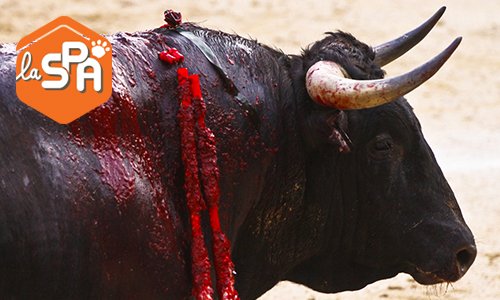 La maltraitance animale n’est pas un spectacle