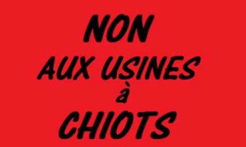 NON AUX USINES à CHIOTS