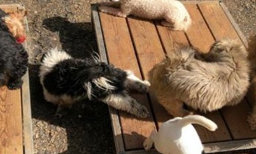 Contre la vente de 200 chiens  de l’élevage de Cossé-le-Vivien (53)