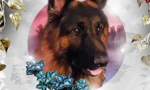 UNE MILICE POUR LES ANIMAUX RATTACHÉE À LA JUSTICE