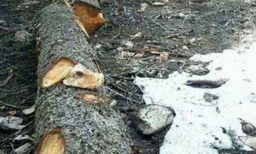 Agir pour sauvegarder le cèdre du Moyen Atlas marocain