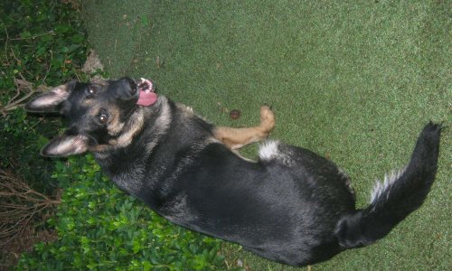 Non ! Les agents cynophiles ne maltraitent pas leur binôme de travail