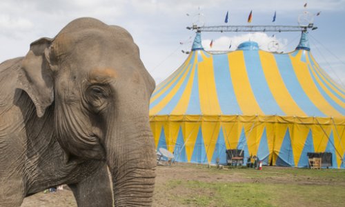 Contre les cirques avec animaux à Verrières-le-buisson