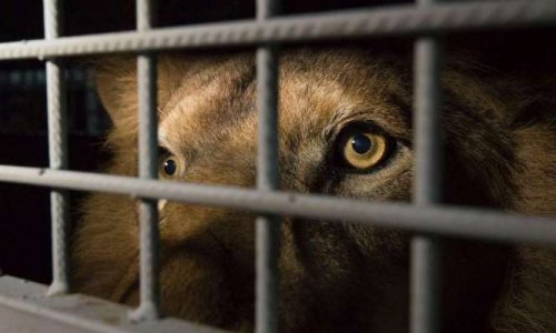 Non aux cirques avec animaux sauvages au Perray en Yvelines