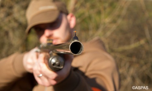 Fusion AFB/ONCFS : non à une loi chasse, oui à une loi biodiversité