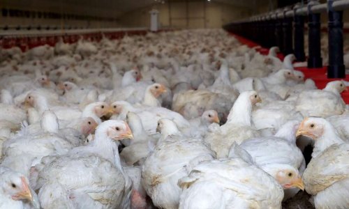 NON au poulailler de 29 990 poulets à côté d'un EHPAD et d'une micro-crèche dans la Drôme