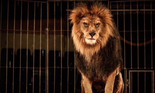 Contre les cirques avec animaux à Allonnes