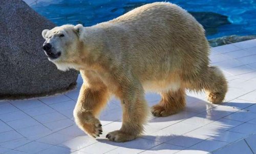 Pour l'amélioration des conditions de vie des animaux (zoos)