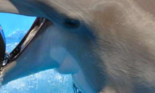 Protégeons nos delphinariums contre les anti-captivité par des agents de sécurité